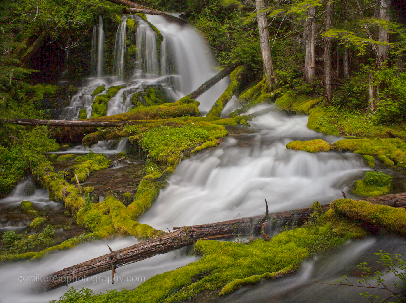 Lush Moss Water Flow